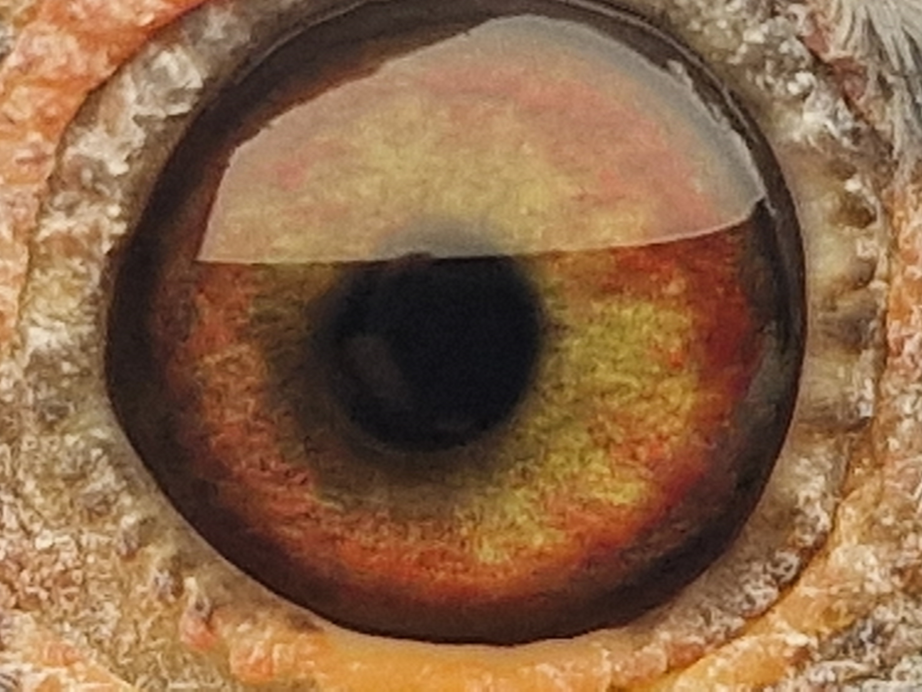 Pigeon eye